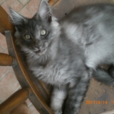 Image pour l'annonce MAINE COON MALE 3MOIS