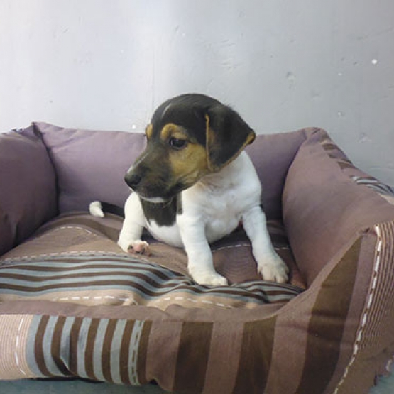 Image pour l'annonce jolie Jack russel petite taille