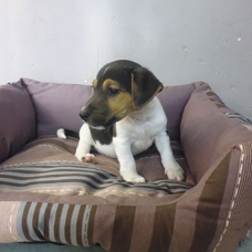 Image pour l'annonce jolie Jack russel petite taille