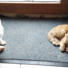 Image pour l'annonce Donne jolis chatons