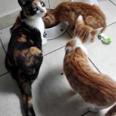 Image pour l'annonce Donne jolis chatons