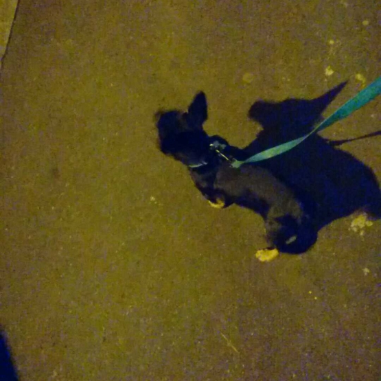 Image pour l'annonce Donne chien pincher croisé jack rusel
