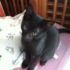 Image pour l'annonce a adopter 2 chatons