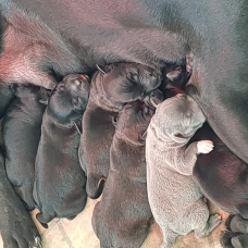 Image pour l'annonce Chiots staffie