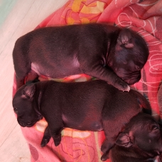 Image pour l'annonce Chiots staffie