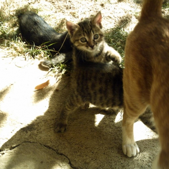 Image pour l'annonce Donne chatons