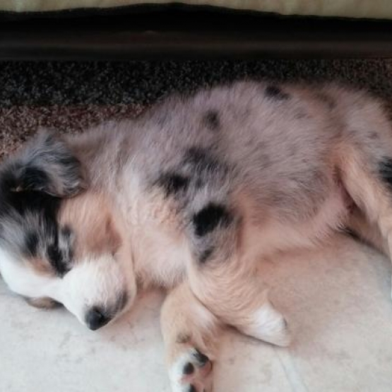 Image pour l'annonce adopter petit berger australien