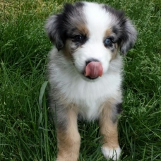 Image pour l'annonce adopter petit berger australien