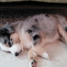 Image pour l'annonce adopter petit berger australien