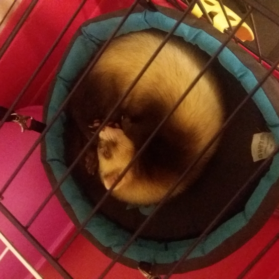 Image pour l'annonce Vends furet male putoise 4 mois