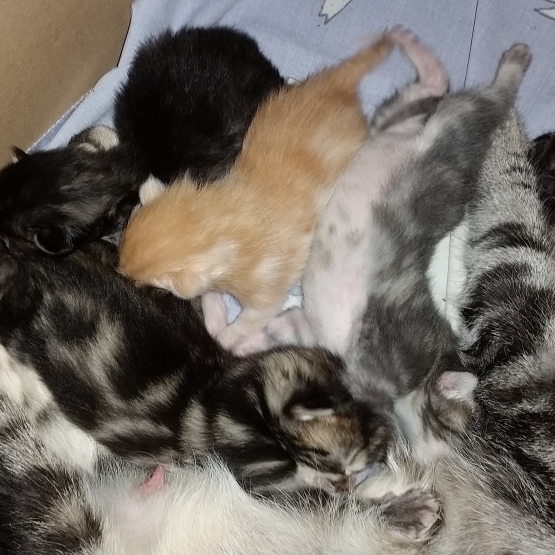 Image pour l'annonce Donne Chatons