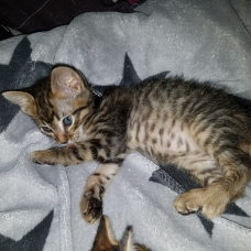 Image pour l'annonce donne chaton mignon