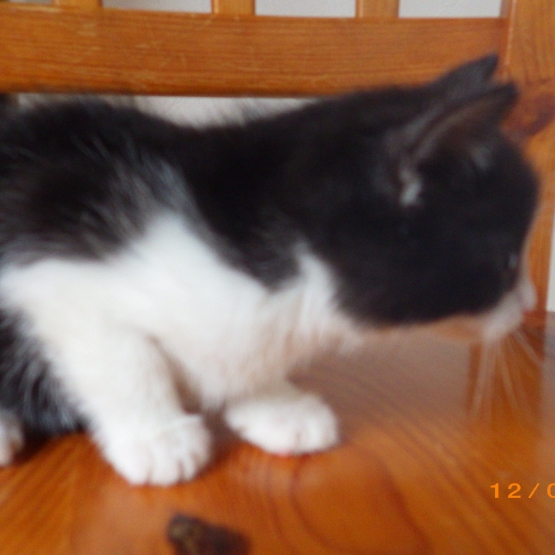 Image pour l'annonce Donne le chaton femelle 8 semaines