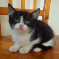 Image pour l'annonce Donne le chaton femelle 8 semaines