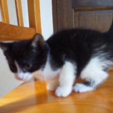 Image pour l'annonce Donne le chaton femelle 8 semaines