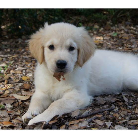 Image pour l'annonce Chiots Golden Retriever Disponibles et à Réserver