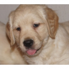 Image pour l'annonce Chiots Golden Retriever Disponibles et à Réserver