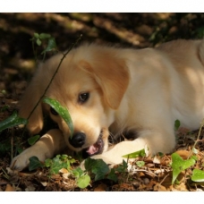 Image pour l'annonce Chiots Golden Retriever Disponibles et à Réserver