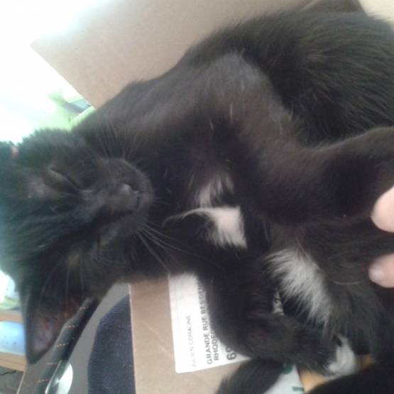 Image pour l'annonce Chaton male contre bon soins