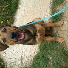 Image pour l'annonce Chiot croisé berger