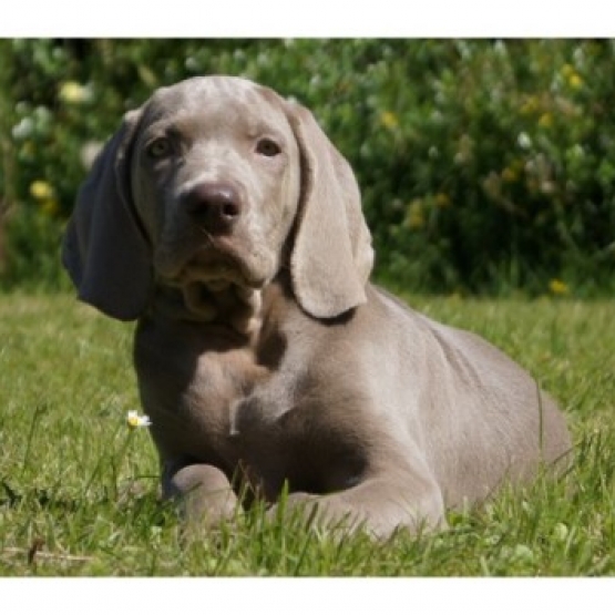 Image pour l'annonce Chiots Braque de Weimar à Réserver