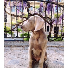 Image pour l'annonce Chiots Braque de Weimar à Réserver