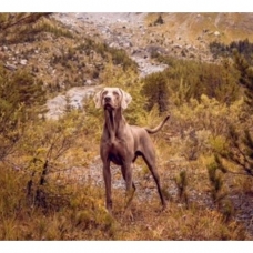 Image pour l'annonce Chiots Braque de Weimar à Réserver