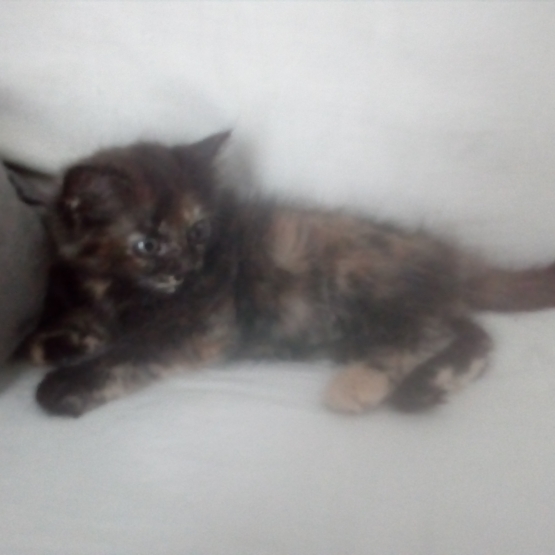 Image pour l'annonce donne deus chatons mal et femelle  sevré et tres propre