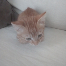 Image pour l'annonce donne deus chatons mal et femelle  sevré et tres propre