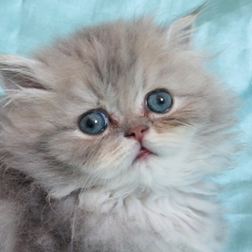 Image pour l'annonce Superbe chaton persan Loof