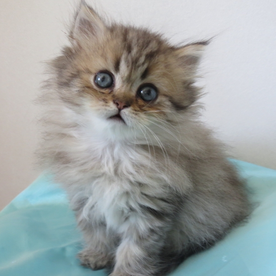 Image pour l'annonce Chatons Persan femelles Loof