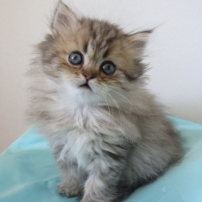 Image pour l'annonce Chatons Persan femelles Loof