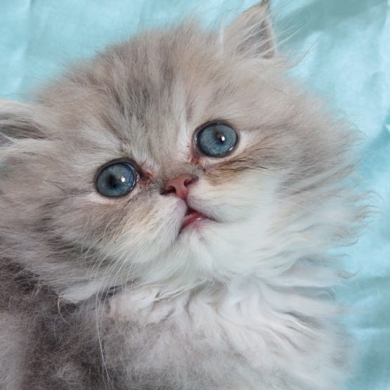 Image pour l'annonce Magnifique chaton persan Loof
