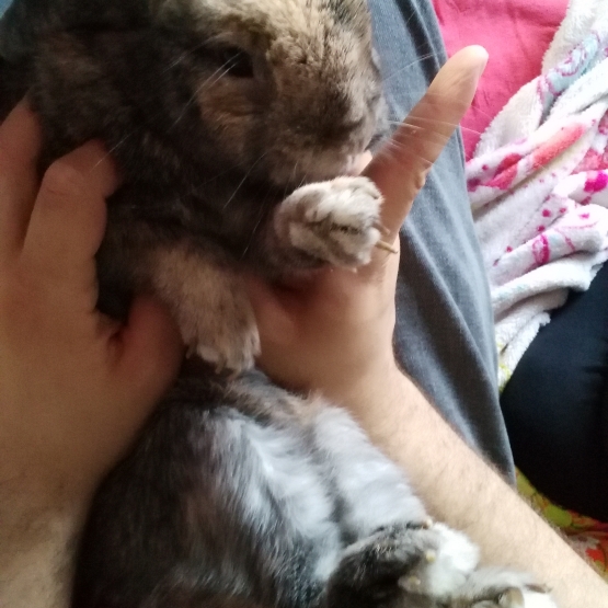 Image pour l'annonce Don Lapin Nain Bélier Tricolore