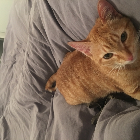 Image pour l'annonce Donne chat