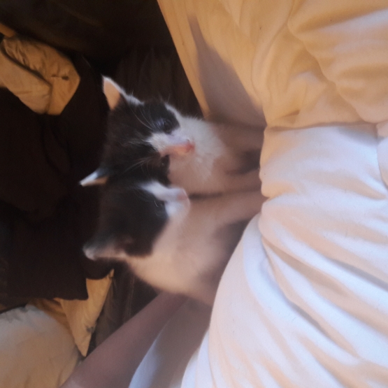 Image pour l'annonce Donne chatons