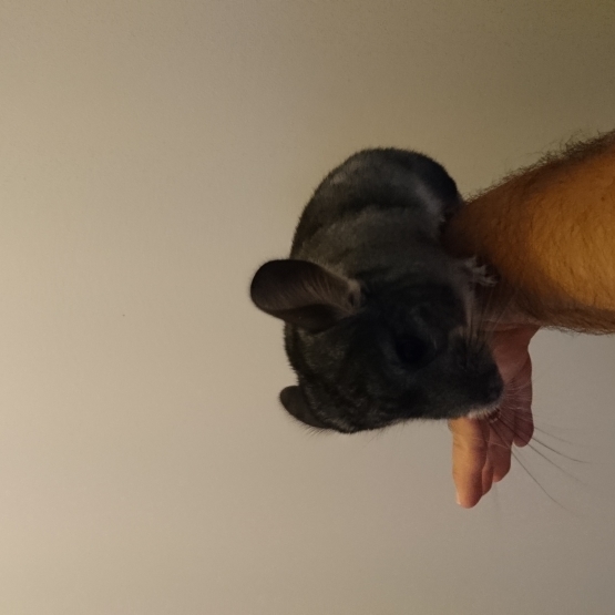 Image pour l'annonce Vends chinchillas