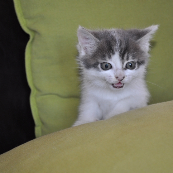 Image pour l'annonce donne adorable chaton gris et blanc