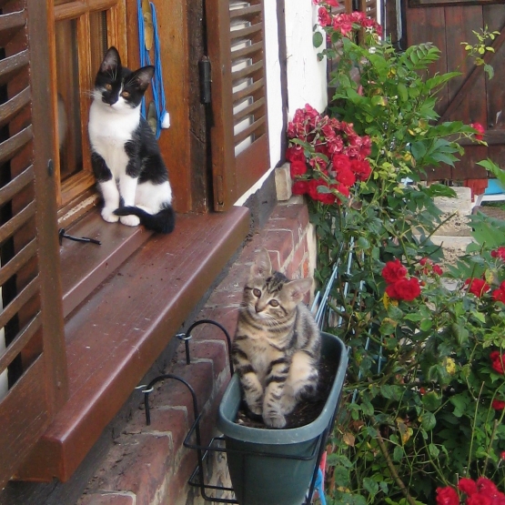 Image pour l'annonce CHATONS A ADOPTER