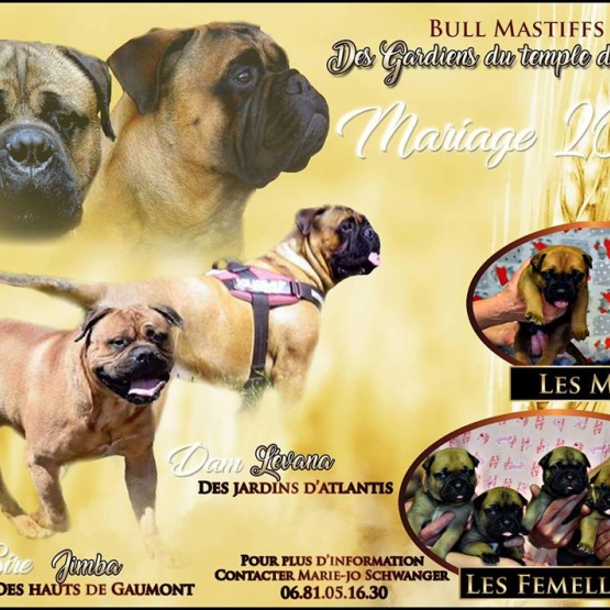Image pour l'annonce Vends chiots bullmastiffs