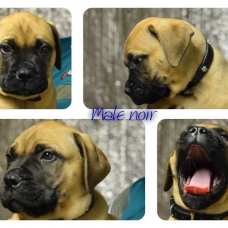 Image pour l'annonce Vends chiots bullmastiffs