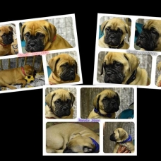 Image pour l'annonce Vends chiots bullmastiffs