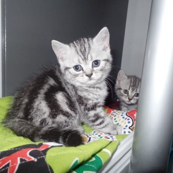 Image pour l'annonce Chatons à l'adoption