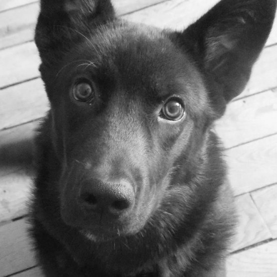 Image pour l'annonce Donne labrador croisé husky