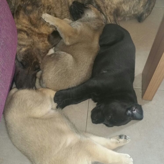 Image pour l'annonce DON CHIOTS