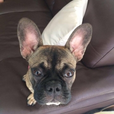 Image pour l'annonce Vends Bouledogue français femelle fauve charbonnée