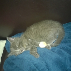 Image pour l'annonce donne chat femelle