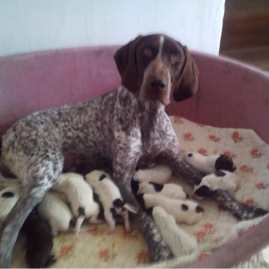 Image pour l'annonce A réserver chiots braque allemand