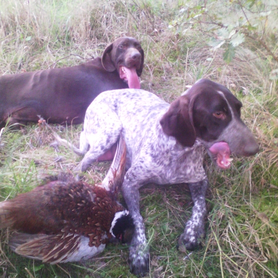 Image pour l'annonce A réserver chiots braque allemand