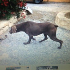 Image pour l'annonce A réserver chiots braque allemand